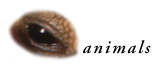animals